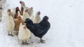 Group of beautiful domestic white hens and black rooster are walking through snow on a snowy winter day Royalty Free Stock Photo