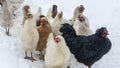 Group of beautiful domestic white hens and black rooster are walking through snow on a snowy winter day Royalty Free Stock Photo