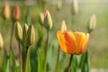 Group of beautiful Dutch yellow tulips. Royalty Free Stock Photo