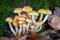 Group of beautiful edible mushrooms Hypholoma capnoides in colorful autumn leaves with moss background