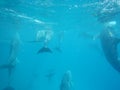 Beautiful elegant dolphing under water