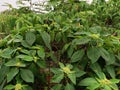 a group of Beautiful Euphorbia heterophylla flowers or fireplant in the garden