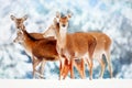 A group of beautiful female deer in the background of a snowy white forest. Noble deer Cervus elaphus. Royalty Free Stock Photo