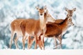 A group of beautiful female deer in the background of a snowy white forest. Noble deer Cervus elaphus.