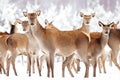 Group of beautiful female deer on the background of a snowy winter forest. Noble deer Cervus elaphus. Royalty Free Stock Photo