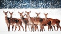 A group of beautiful female deer in the snowy white forest. Noble deer Cervus elaphus. Artistic Christmas winter image. Winter Royalty Free Stock Photo