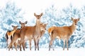 Group of beautiful female graceful deer on the background of a snowy winter forest. Noble deer Cervus elaphus.