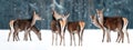 Group of beautiful female graceful deer in a snowy winter forest. Noble deer Cervus elaphus. Winter wonderland. Banner design.