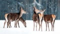 Group of beautiful female graceful deer in a snowy winter forest. Noble deer Cervus elaphus. Winter wonderland.