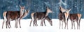 Group of beautiful female graceful deer in a snowy winter forest. Noble deer Cervus elaphus. Winter wonderland. Royalty Free Stock Photo