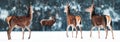Group of beautiful female and male deer in the snowy white forest. Noble deer Cervus elaphus. Artistic Christmas winter image.