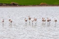 Group of beautiful flamingo birds feeding at the Salt lake of Larnaca in Cyprus Royalty Free Stock Photo