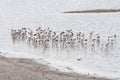 Group of beautiful flamingo birds feeding at the Salt lake of Larnaca in Cyprus Royalty Free Stock Photo