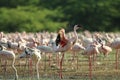 Group of beautiful flamingos resting in a lake