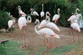 Group of Beautiful Flamingos, a type of Wading Bird in the Family Phoenicopteridae in a Natural Area Royalty Free Stock Photo