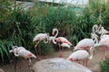 Group of Beautiful Flamingos, a type of Wading Bird in the Family Phoenicopteridae in a Natural Area Royalty Free Stock Photo