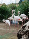 Group of Beautiful Flamingos, a type of Wading Bird in the Family Phoenicopteridae in a Natural Area Royalty Free Stock Photo