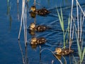 Group of beautiful, fluffy ducklings of mallard or wild duck Anas platyrhynchos swimming in blue water of a lake Royalty Free Stock Photo