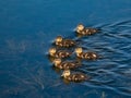 Group of beautiful, fluffy ducklings of mallard or wild duck Anas platyrhynchos swimming in blue water of a lake Royalty Free Stock Photo