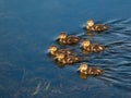 Group of beautiful, fluffy ducklings of mallard or wild duck Anas platyrhynchos swimming in blue water of a lake Royalty Free Stock Photo