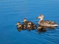 Group of beautiful, fluffy ducklings of mallard or wild duck Anas platyrhynchos swimming in blue water of a lake Royalty Free Stock Photo