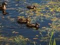 Group of beautiful, fluffy ducklings of mallard or wild duck Anas platyrhynchos swimming together with mother duck in blue water Royalty Free Stock Photo