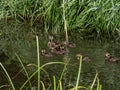 Fluffy ducklings of mallard or wild duck (Anas platyrhynchos) swimming together with mother in water of a lake Royalty Free Stock Photo