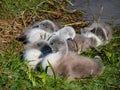 Group of beautiful, fluffy mute swan cygnets cygnus olor sleeping together near the pond. Beautiful nature and wildlife scenery Royalty Free Stock Photo