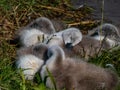 Group of beautiful, fluffy mute swan cygnets cygnus olor sleeping together near the pond. Beautiful nature and wildlife scenery Royalty Free Stock Photo