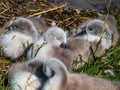 Group of beautiful, fluffy mute swan cygnets cygnus olor sleeping together near the pond. Beautiful nature and wildlife scenery Royalty Free Stock Photo