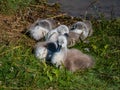 Group of beautiful, fluffy mute swan cygnets cygnus olor sleeping together near the pond. Beautiful nature and wildlife scenery Royalty Free Stock Photo