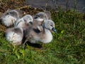 Group of beautiful, fluffy mute swan cygnets cygnus olor sleeping together near the pond. Beautiful nature and wildlife scenery Royalty Free Stock Photo