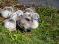 Group of beautiful, fluffy mute swan cygnets cygnus olor sleeping together near the pond. Beautiful nature and wildlife scenery Royalty Free Stock Photo