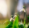 Group of beautiful fresh snowdrops in early spring