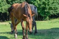 Group beautiful horses graze in pasture. Brown stallion and gray mare. Royalty Free Stock Photo