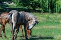 Group beautiful horses graze in pasture. Brown stallion and gray mare. Royalty Free Stock Photo