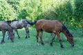 Group beautiful horses graze in pasture. Brown stallion and gray mare. Royalty Free Stock Photo