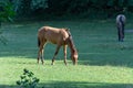 Group beautiful horses graze in pasture. Brown stallion and gray mare. Royalty Free Stock Photo