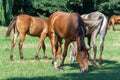 Group beautiful horses graze in pasture. Brown stallion and gray mare. Royalty Free Stock Photo