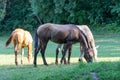 Group beautiful horses graze in pasture. Brown stallion and gray mare. Royalty Free Stock Photo