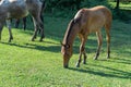 Group beautiful horses graze in pasture. Brown stallion and gray mare. Royalty Free Stock Photo