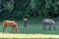 Group beautiful horses graze in pasture. Brown stallion and gray mare. Royalty Free Stock Photo