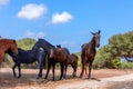 Group of beautiful horses Menorquin horse relax in the shade of the trees. Menorca Balearic Islands, Spain