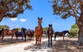 Group of beautiful horses Menorquin horse relax in the shade of the trees. Menorca Balearic Islands, Spain