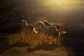 A group of beautiful horses running on the farm at sunset in Cappadocia