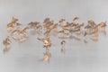 Group of beautiful Icelandic Black-tailed Godwits Limosa limosa islandica at sunrise. Royalty Free Stock Photo