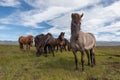 Group of beautiful icelandic horses of brown. Royalty Free Stock Photo