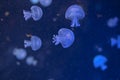 A group of beautiful jellyfish swimming in deep blue water. Royalty Free Stock Photo