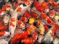 A group of beautiful koi fish in a fish pond. Royalty Free Stock Photo