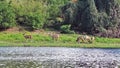 A group of beautiful Kudu antelopes graze calmly on the riverbank